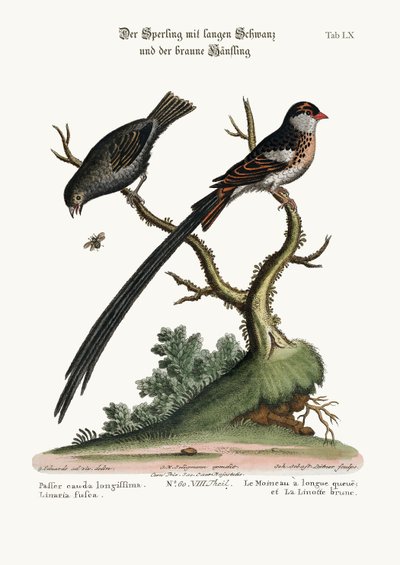 The Long-tailed Sparrow, and the Dusky Linnet, 1749-73 by George Edwards